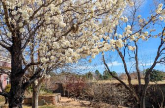 The Little Issues Publication #461 – Life, laughter, and many nice meals!