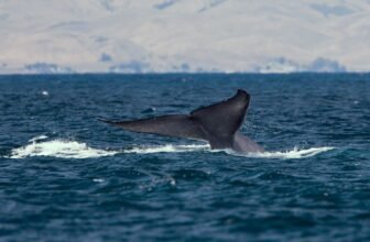 World’s ‘Loneliest Whale’ Would possibly Be a Sterile Hybrid—and a Dire Warning