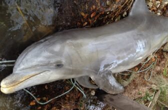 Ravenous Dolphins in Florida Traced to Algae Bloom Fueled by Human Waste
