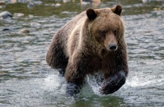 Might You React in Time to a Charging Bear? ‘Robobear’ Suggests You’d Be Lunch