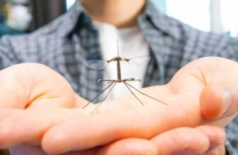 This Tiny Robotic Is Half Bee, Half Crane Fly—and It Lastly Has Stable Legs
