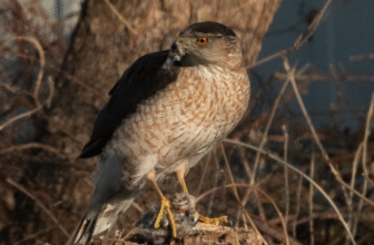 This Hawk Figured Out Visitors Alerts to Ambush Its Prey