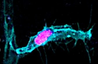 What You Discovered About Cell Division Is In all probability Mistaken
