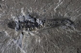 506-Million-Yr-Previous ‘Mothra’ Fossil Exhibits the Weirdness of Early Life