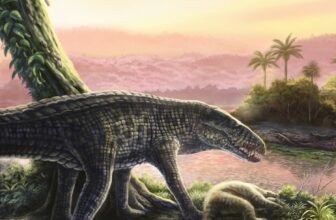 Sprinting Crocs With ‘Legs Like Greyhounds’ As soon as Dominated the Caribbean